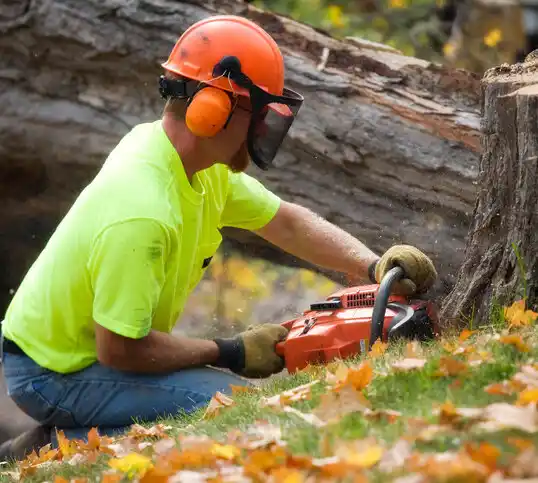 tree services Corunna